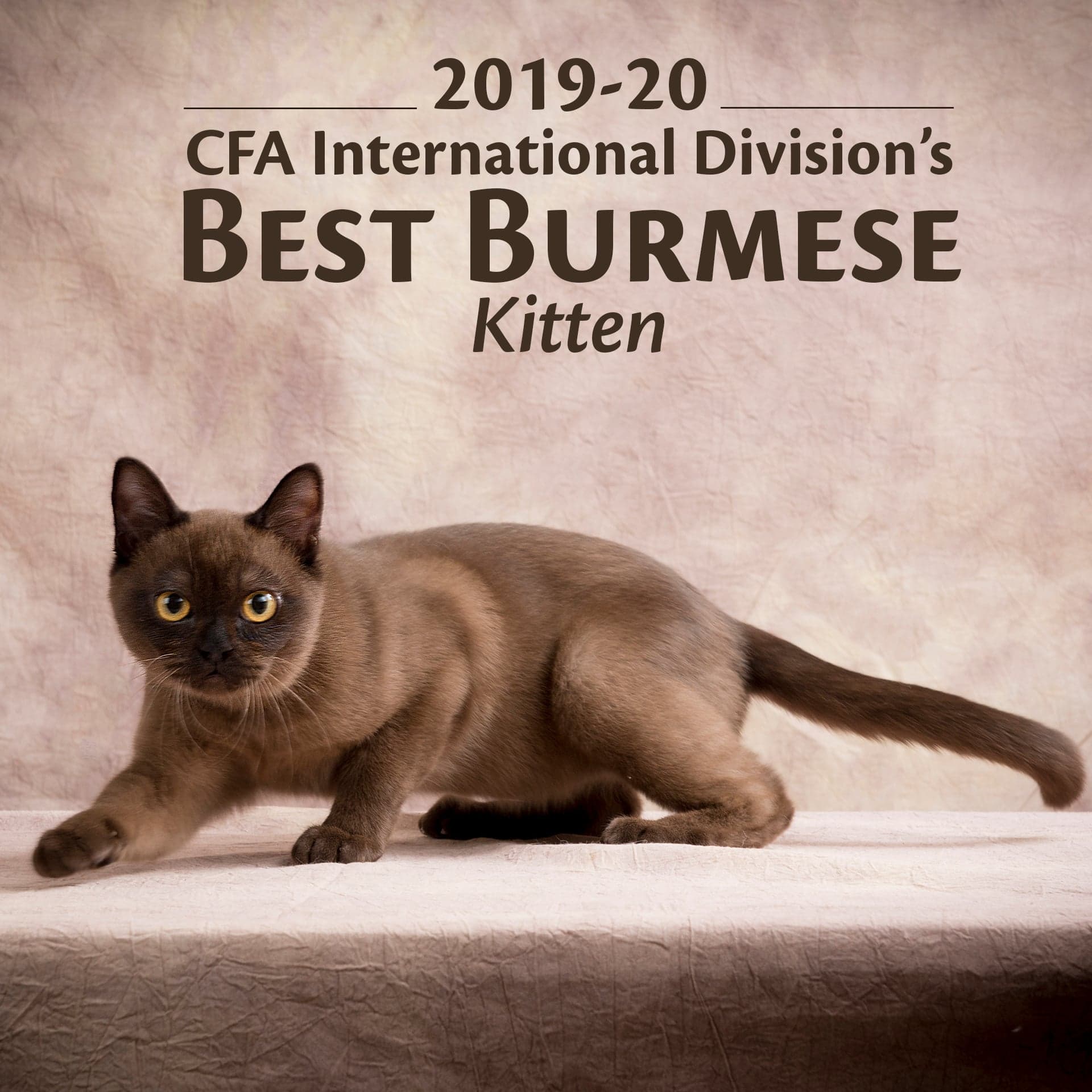 2019-20 CFA International Division's BEST BURMESE Kitten