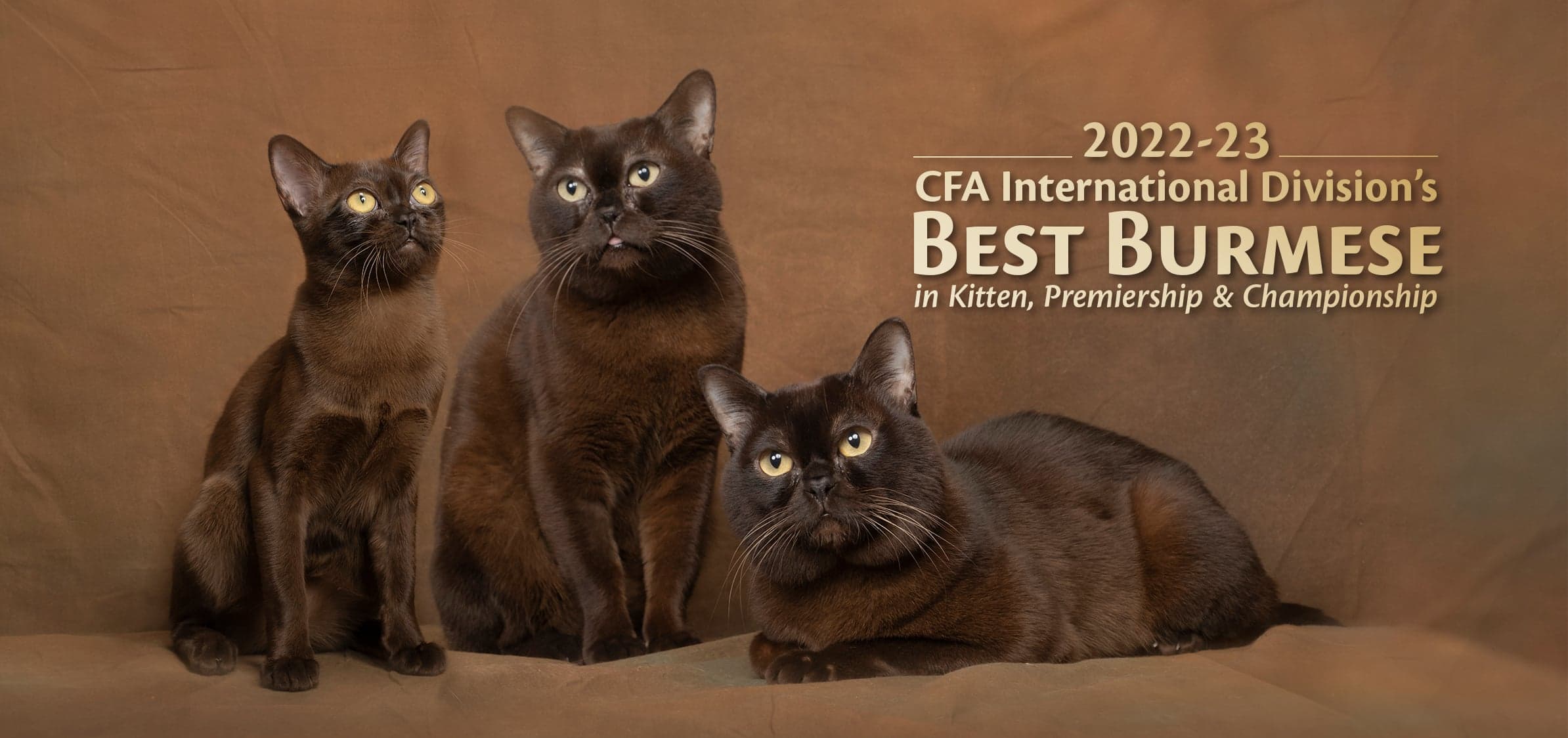 2022-23 CFA International Division's BEST BURMESE in Kitten, Premiership & Championship