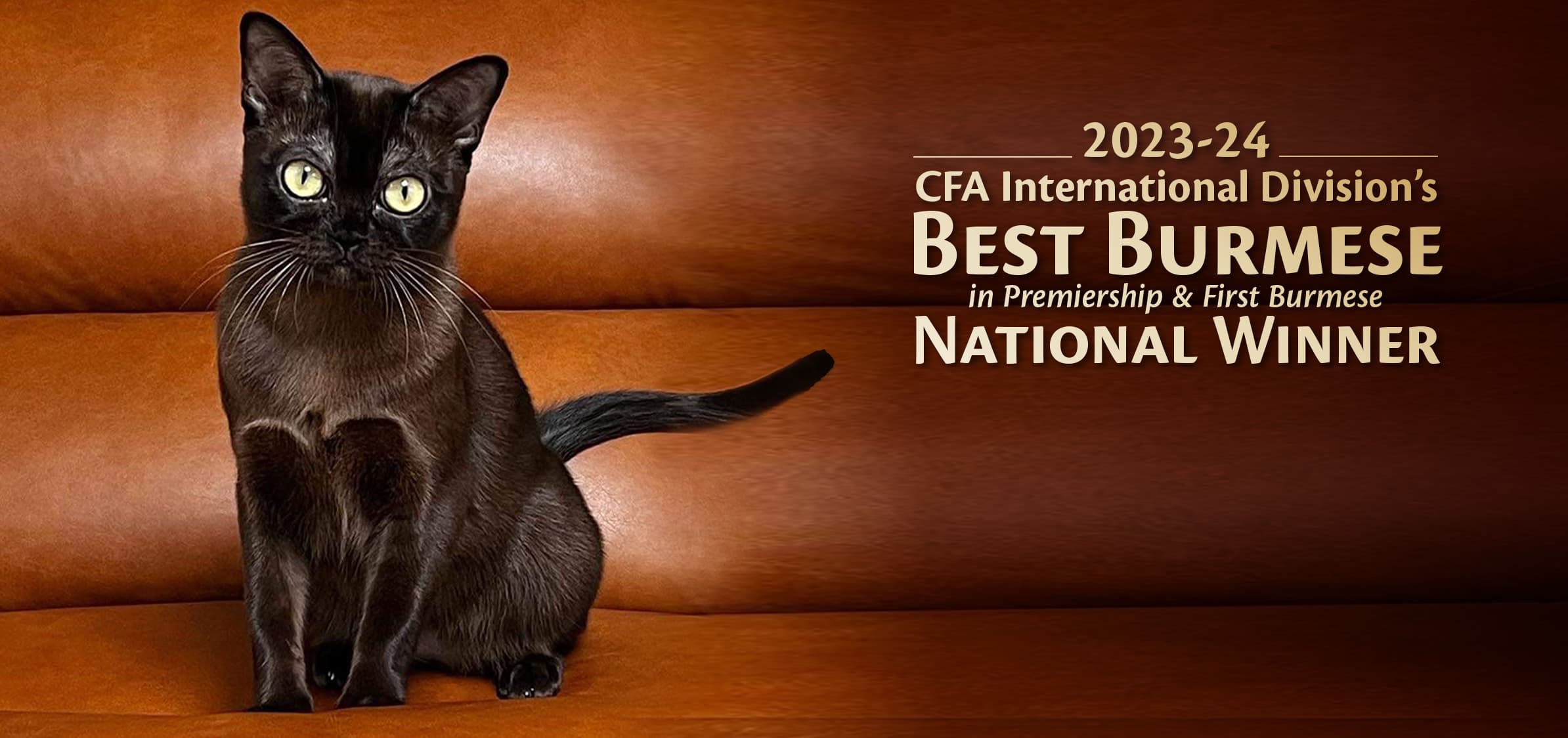 2023-24 CFA International Division's BEST BURMESE in Premiership & First Burmese National Winner