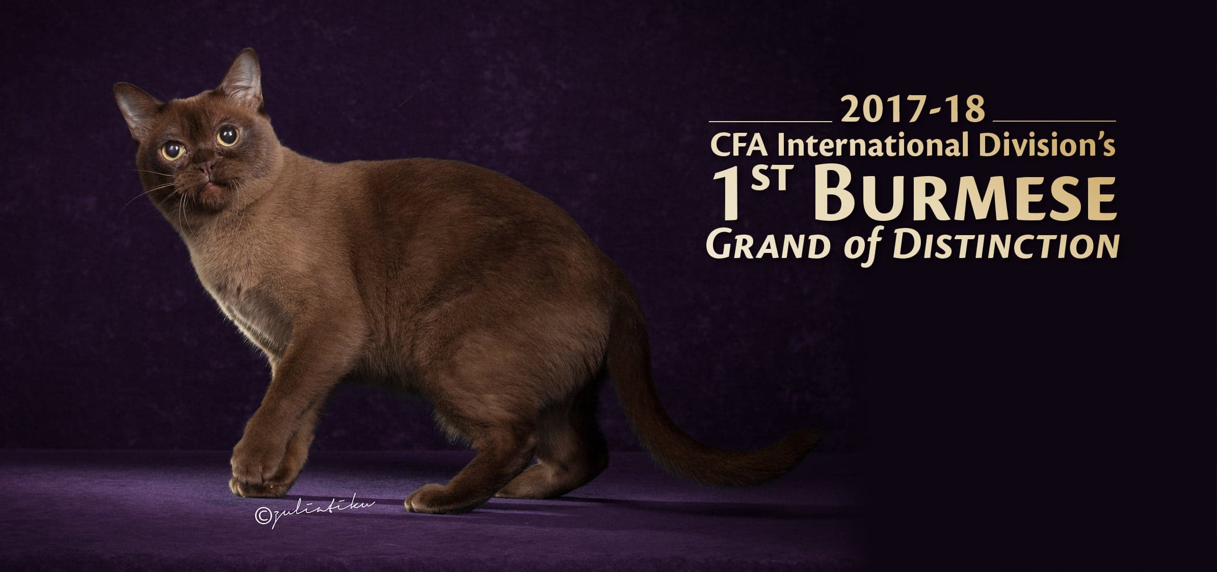 2017-18 CFA International Division's 1ST BURMESE GRAND Of DISTINCTION
