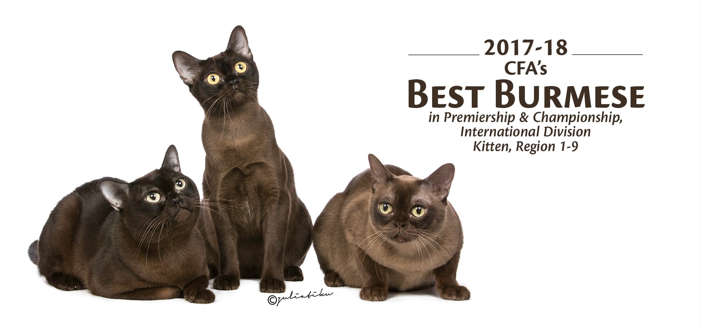 2017-18 CFA'S BEST BURMESE in Premiership & Championship, International Division, Best Kitten, Region 1-9