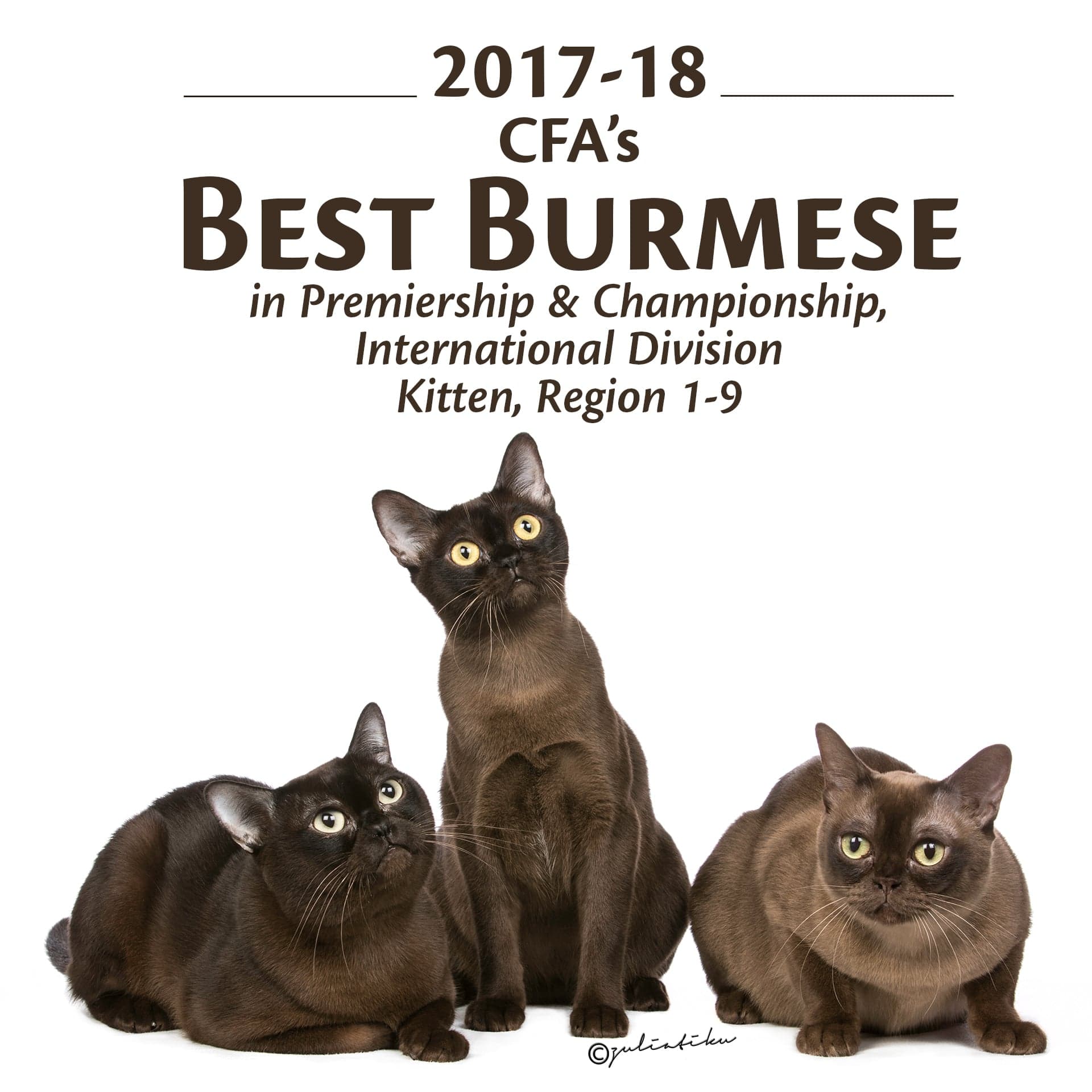 2017-18 CFA'S BEST BURMESE in Premiership & Championship, International Division, Best Kitten, Region 1-9