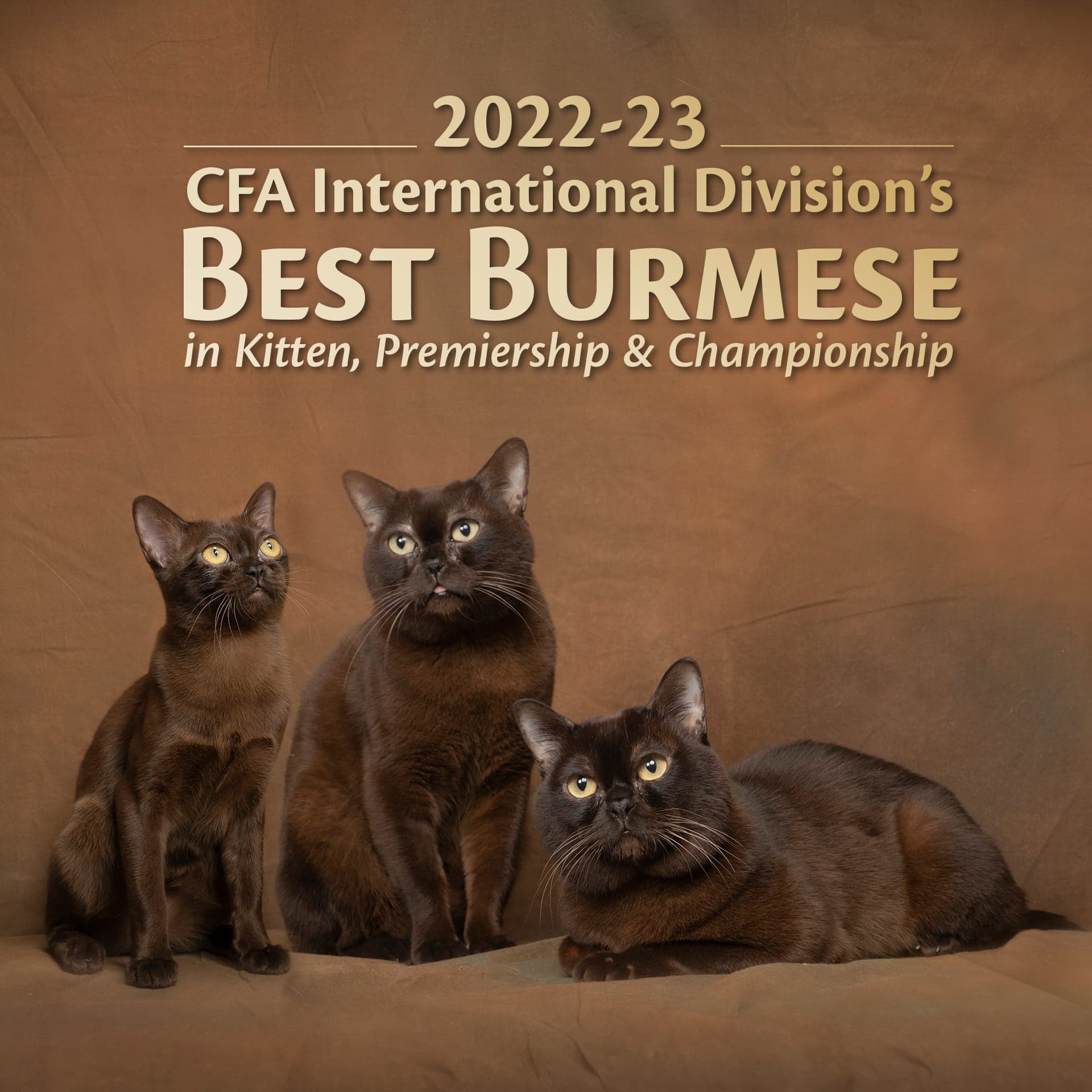 2022-23 CFA International Division's BEST BURMESE in Kitten, Premiership & Championship