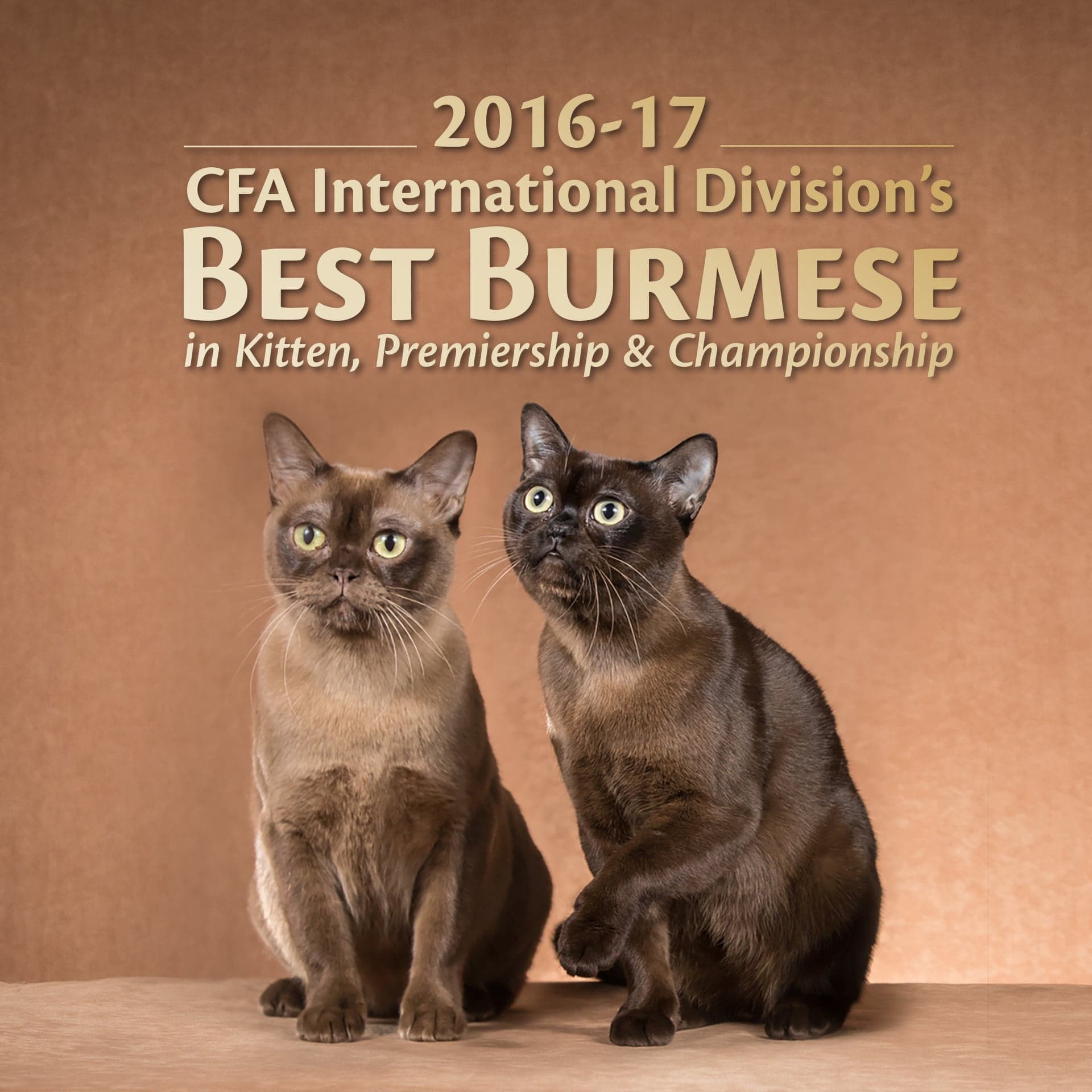 2016-17 CFA International Division's BEST BURMESE in Kitten, Premiership & Championship