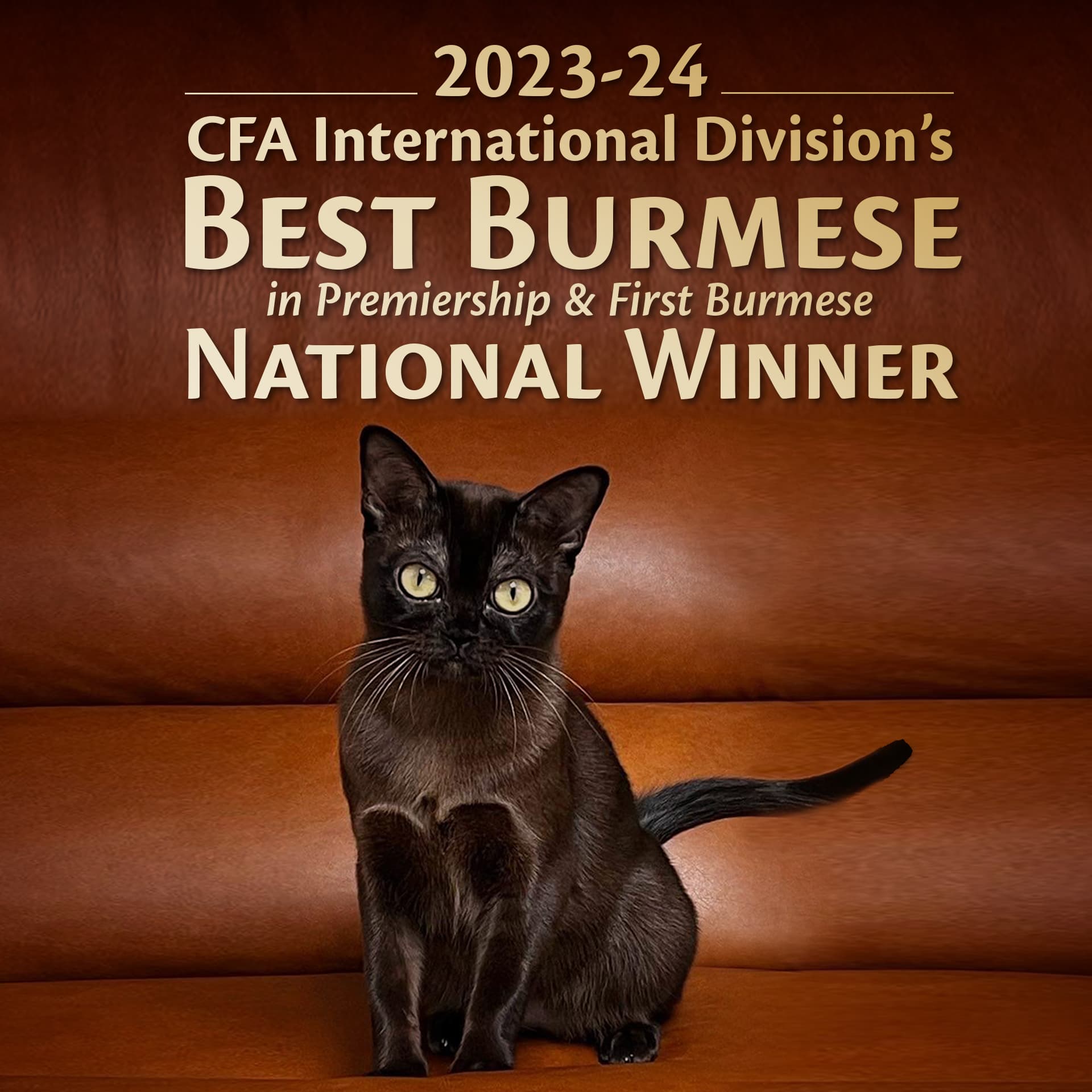 2023-24 CFA International Division's BEST BURMESE in Premiership & First Burmese National Winner
